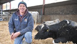 Implementing selective dry cow therapy